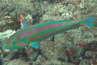 Thalassoma purpureum - Brandungs-Junker